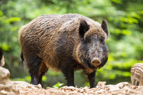Wild boar (Sus scrofa) standing in a forest, Bavaria, Germany
