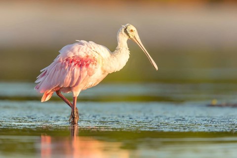 Roseate Spoonbill (Platalea ajaja) foraging in shallow water, Florida, USA