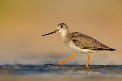 Terek sandpiper, (Xenus cinereus), animal, animals, bird, birds, snipe family, snipe, biotope,