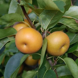 Asian pear (Pyrus pyrifolia 'Kil Tu Pear'), Germany