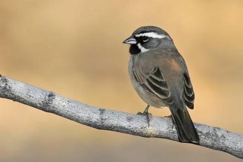 Black-throated Sparrow (Amphispiza bilineata), Arizona, USA