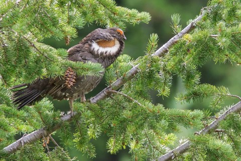 Sooty Grouse (Dendragapus fuliginosus) in the mountains of British Columbia, Canada
