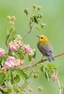 Prothonotary Warbler (Protonotaria citrea) perched on a twig, Texas, USA