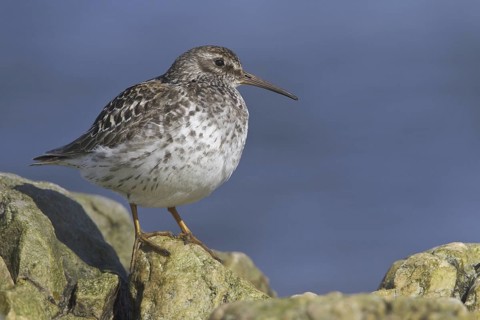 Purple Sandpiper (Calidris maritima), Manitoba, Canada