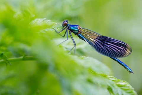 Banded demoiselle, (Calopteryx splendens), animals, insects, dragonfly, dragonfly, sideways, Lake