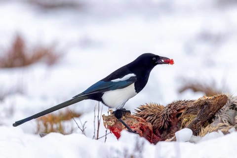 Scavenging Eurasian magpie, common magpie (Pica pica) feeding on roe deer carrion, carcass in the