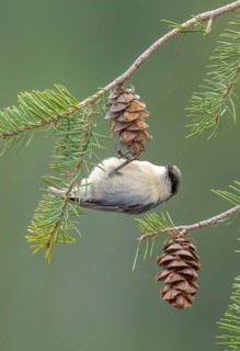 Pygmy Nuthatch (Sitta pygmaea) perched on a conifer branch, Colorado, USA