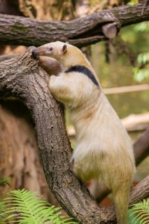 One southern tamandua (Tamandua tetradactyla), climbs up a tree in a forest