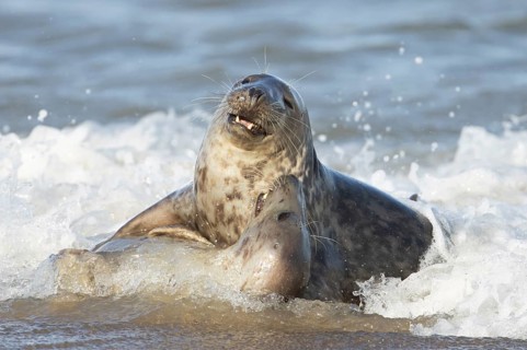 Atlantic grey seal (Halichoerus grypus) two adult marine animals in love courting on a beach on a