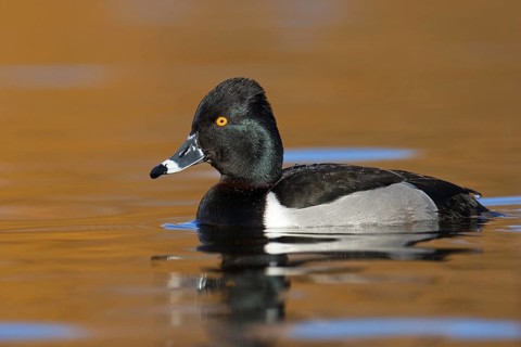 Ring-necked Duck (Aythya collaris) male, British Columbia, Canada