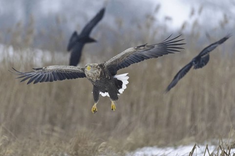 White-tailed Eagle (Haliaeetus albicilla) flying, Lower Saxony, Germany