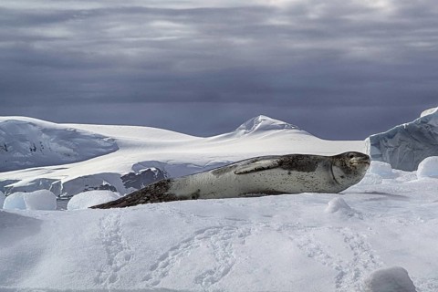 Antarctica, Cierva Cove, leopard seal, Rasr, iceberg, bay, animals, mammals