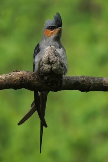 Crested Treeswift (Hemiprocne coronata) male with chick, Maharashtra, India