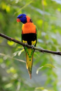 Red-naped Lorikeet (Trichoglossus rubritorquis), Darwin All-coloured Lorikeet, adult, on tree,