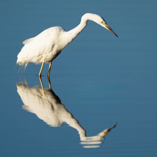 Great White Egret (Ardea alba) foraging in the shallow water zone of a lake, blue water, Lower