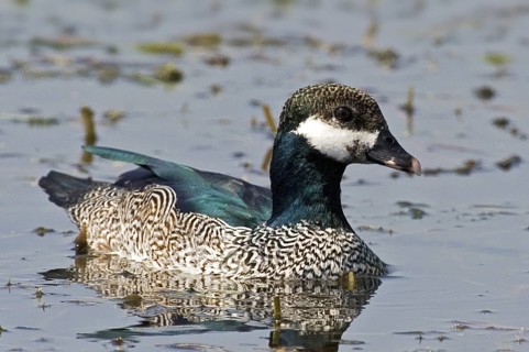 Green Pygmy Goose (Nettapus pulchellus) male, Northern Territory, Australia