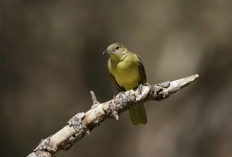 Yellow-bellied Greenbul (Chlorocichla flaviventris), Chobe, Botswana
