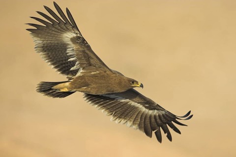 Steppe Eagle (Aquila nipalensis), Oman