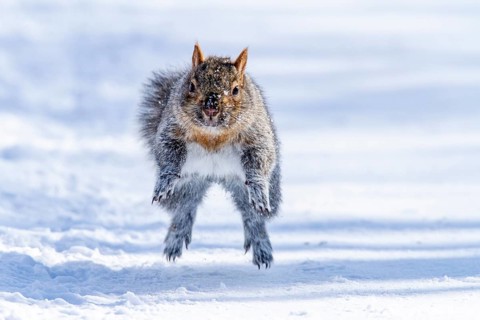 Eastern gray squirrel (sciurus carolinensis) chased by red fox and running, Montreal botanical