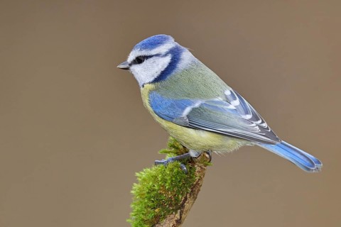 Blue tit (Parus caeruleus), sitting on a branch covered with moss, Wilnsdorf, North