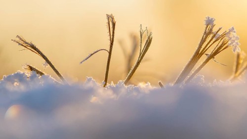 Ice crystals on a blade of grass in winter, hoarfrost, Goldenstedt, Lower Saxony, Germany