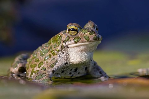 Green toad, Green toad, House toad, Variable toad, Village toad, Variegated toad, (Bufotes