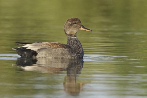 Gadwall (Mareca strepera) male, Ontario, Canada