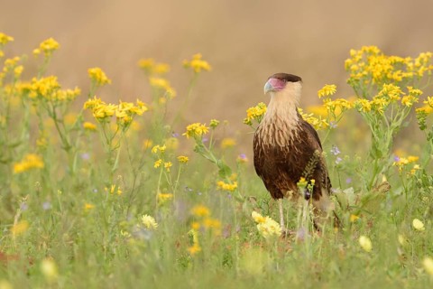 Northern Crested Caracara (Caracara cheriway), Texas, USA