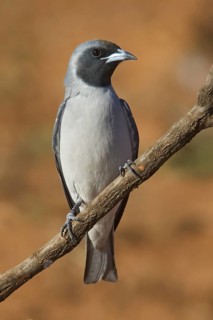 Masked Woodswallow (Artamus personatus), Western Australia, Australia