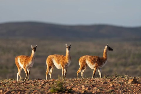 Guanacos (Llama guanicoe), three animals standing next to each other on stony ground in the evening
