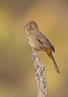 USA, Arizona, March