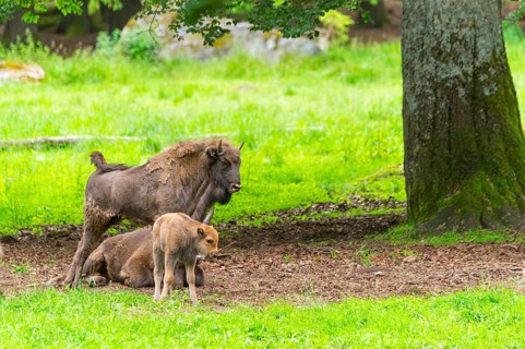 European bison (Bison bonasus) mother with her youngster on a meadow in summer, Bavarian Forest,