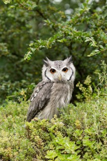 Northern White-faced Owl (Ptilopsis leucotis) captive, Germany
