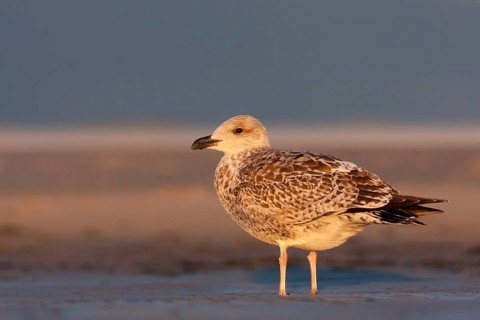 European Herring Gull (Larus argentatus), Schleswig-Holstein, Germany
