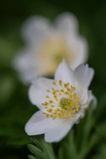 Wood anemone (Anemone nemorosa), Emsland, Lower Saxony, Germany