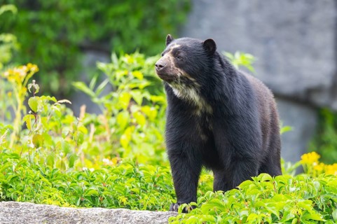 American black bear (Ursus americanus), standing on a rock, captive, Zoo Augsburg, Bavaria, Germany