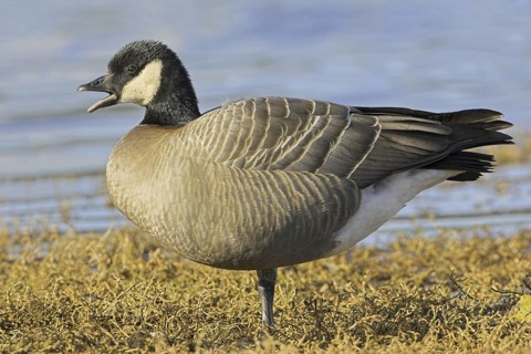 Cackling Goose (Branta hutchinsii), British Columbia, Canada