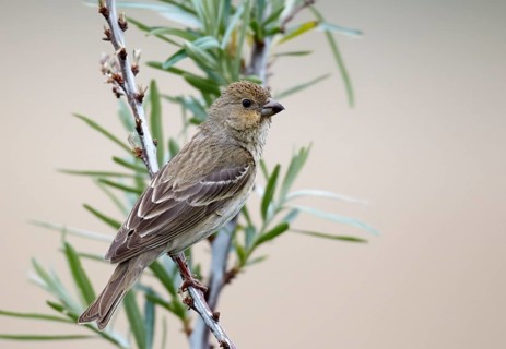 Common Rosefinch (Carpodacus erythrinus) male, Mecklenburg-Western Pomerania, Germany