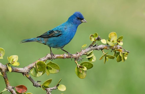 Indigo Bunting (Passerina cyanea) male perched on a branch, Texas, USA
