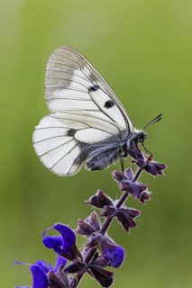 Clouded Apollo, (Parnassius mnemosyne), butterfly family, butterfly, insect, close-up, Lake