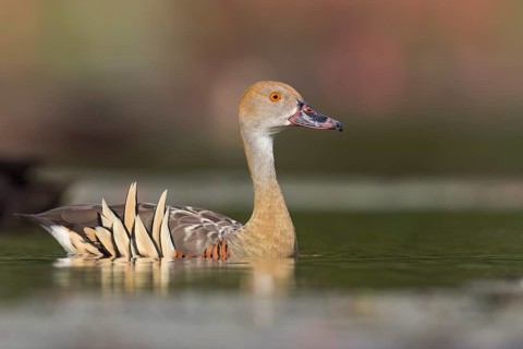 Plumed Whistling Duck (Dendrocygna eytoni) in a wetland area in Papua New Guinea