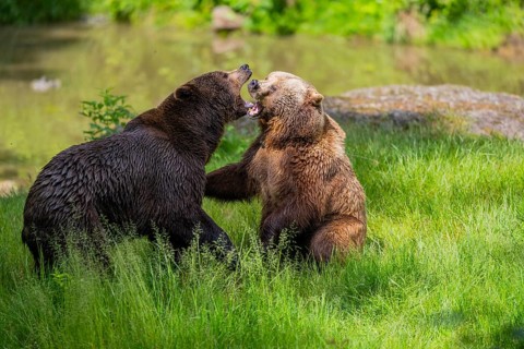 Eurasian brown bear (Ursus arctos arctos) playing with each other on a meadow, Bavarian Forest,