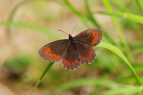 Erebia ligea (Erebia euryale), colourful, grass, pretty, close-up, Austria, The butterfly sits with