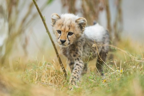 Cheetah (Acinonyx jubatus) youngster walking on a meadow, captive, occurrence Africa
