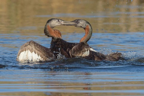 Great Grebe (Podiceps major) wrangling, Santiago Metropolitan, Chile