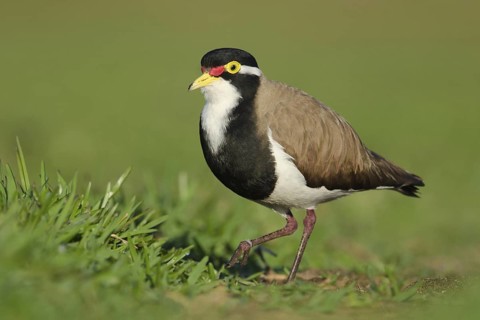 Banded Lapwing (Vanellus tricolor), New South Wales, Australia