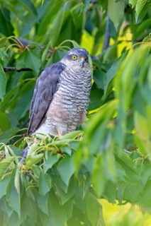 Eurasian sparrowhawk (Accipiter nisus), Rhein-Pfalz-Kreis, Neuhofen, Rhineland-Palatinate, Germany