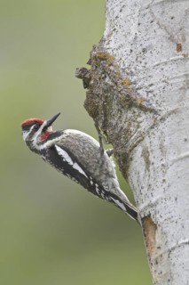 Red-naped Sapsucker (Sphyrapicus nuchalis) female, British Columbia, Canada