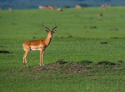 Blackheel antelope (Aepyceros melampus), South Africa