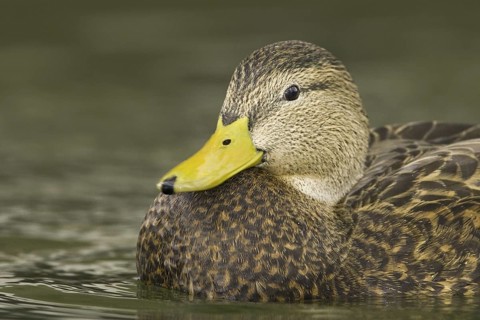 Mexican Duck (Anas diazi), New Mexico, USA